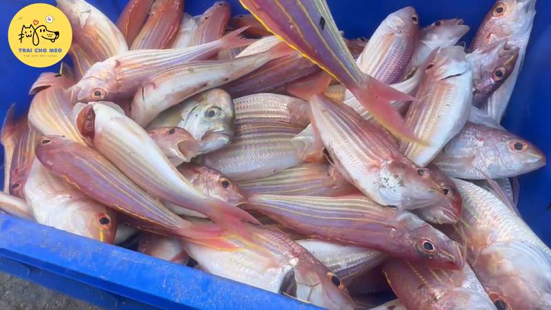 Cá đổng thuộc lớp cá vây tia và có thể tìm thấy ở rất nhiều nơi