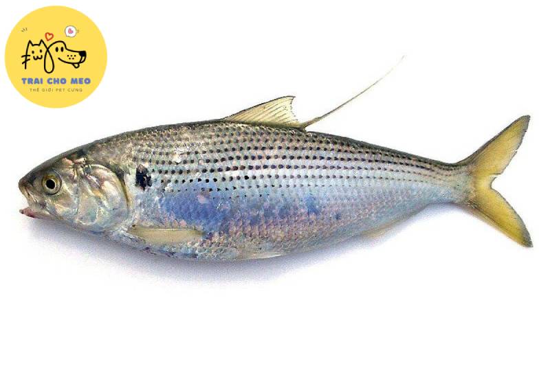 Diện mạo loài cá mòi cờ chấm (cá mòi biển).