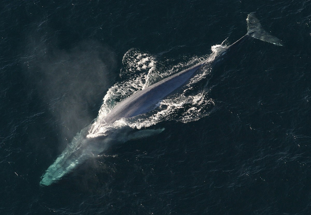 Cá voi xanh – Wikipedia tiếng Việt