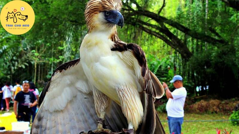 Đây có lẽ là một trong những loài chim cao, to và hiếm nhất trên thế giớ