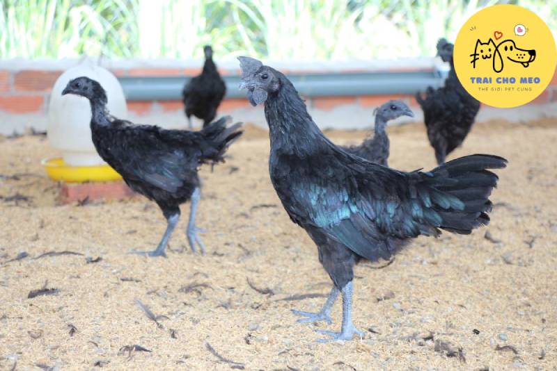 Nguồn gốc gà đen Indonesia