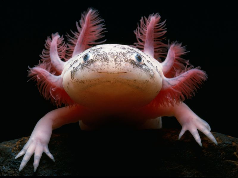 cá Axolotl