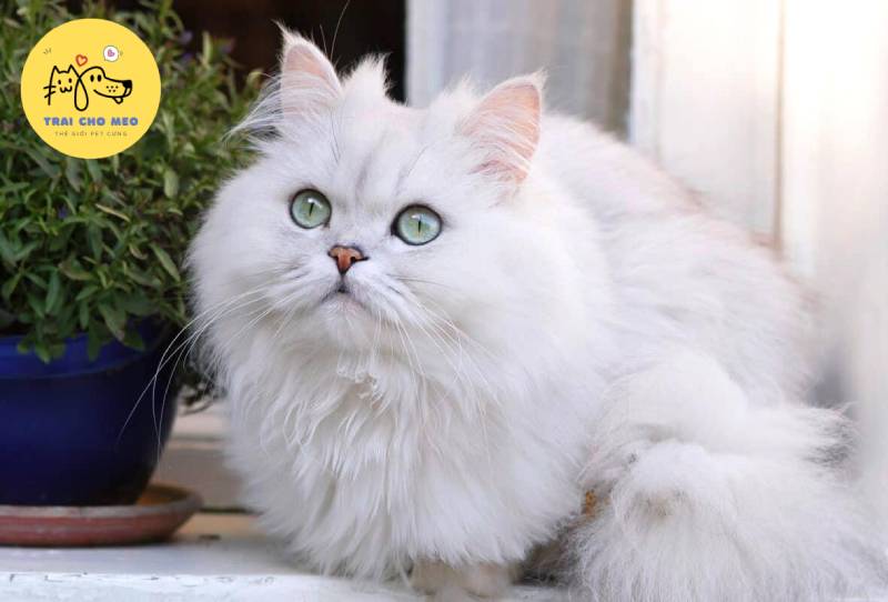 Ngoại hình mèo Ba Tư thuần chủng lông dài hiện đại.