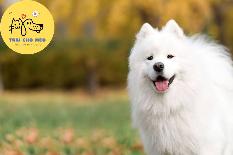 Chó Samoyed có bộ lông trắng như tuyết do có nguồn gốc từ xứ lạnh