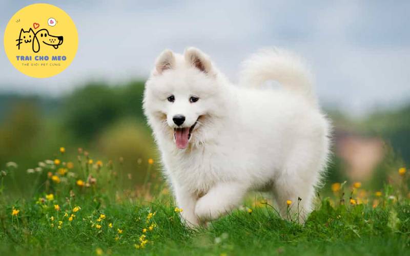 Chó Samoyed - một trong những giống chó đáng yêu nhất thế giới