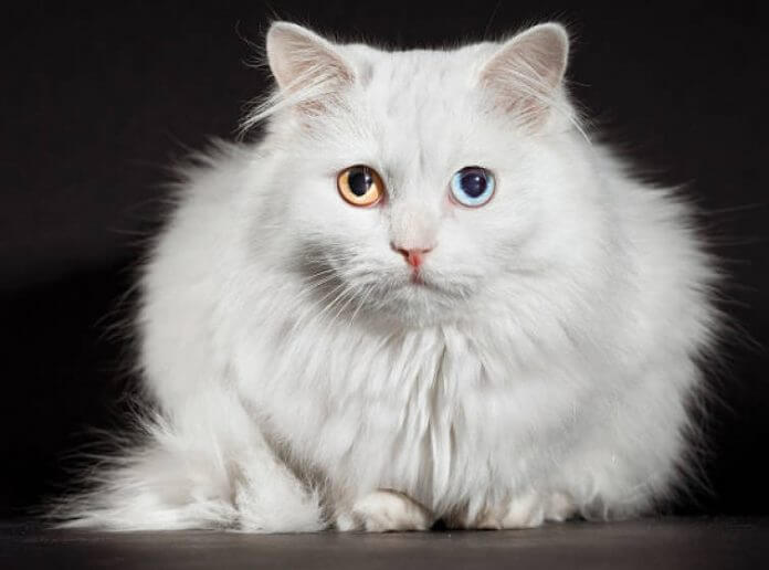 Mèo Angora là giống mèo được yêu thích bởi nhiều nhân vật nổi tiếng, bao gồm: Marie Antoinette, Catherine Đại đế và Napoleon Bonaparte.