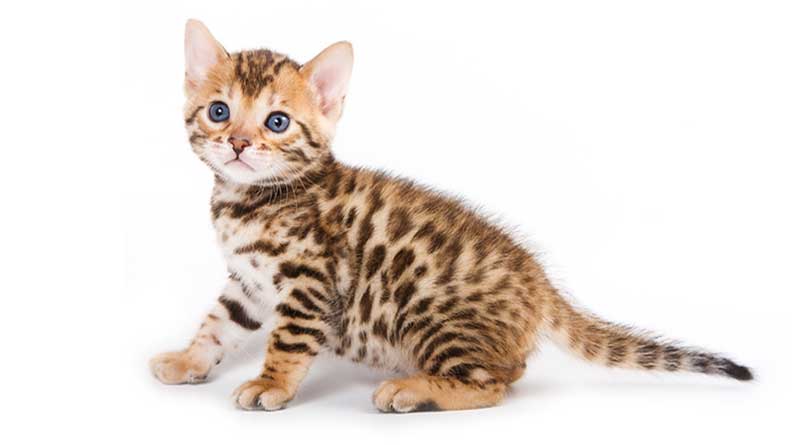 Mèo Bengal thường được gọi là "mèo báo nhà" vì màu sắc lông nổi bật