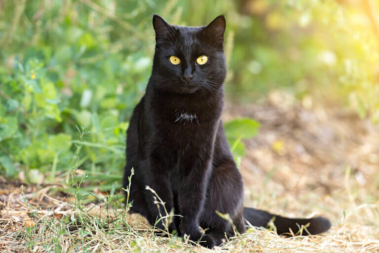 Bộ lông đen và đôi mắt vàng là đặc điểm nhận dạng cho giống mèo Bombay