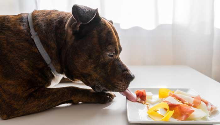 Chế độ dinh dưỡng của chó Pitbull