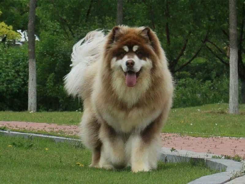 Chó Alaska khổng lồ