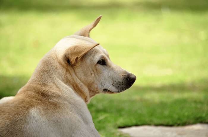 Chó cỏ là giống chó có thể sống từ 10 đến 15 năm