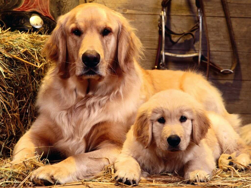 Chó Golden - Một trong những giống chó thông minh nhất thế giới