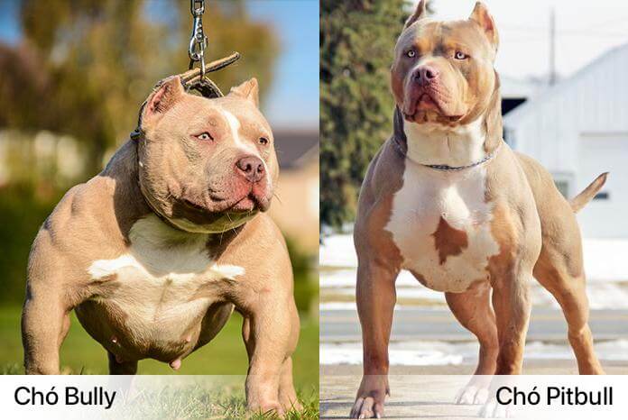 Chó Pitbull và Bully