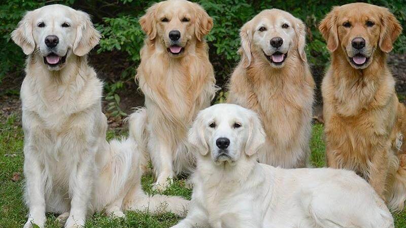 Giống chó này có màu lông khác nhau, bao gồm: vàng đậm, vàng nhạt, kem,...
