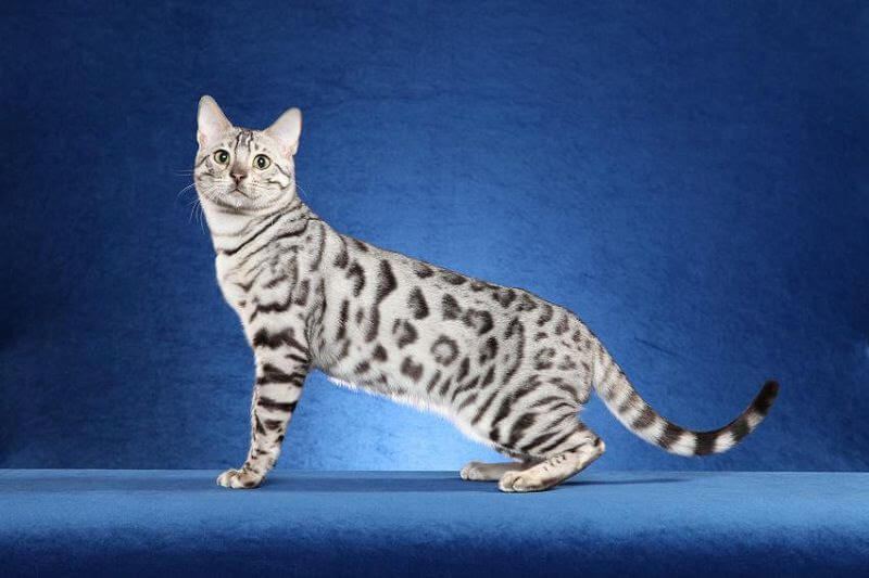 Giống mèo Bengal thuần chủng