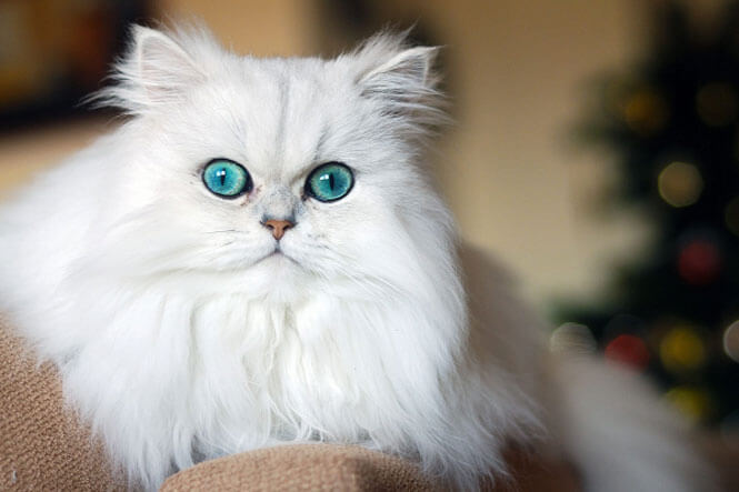 Gioonsg mèo này được xuất hiện trên phim "The Aristocats" (1970) và chương trình truyền hình "Friends" (1994-2004)