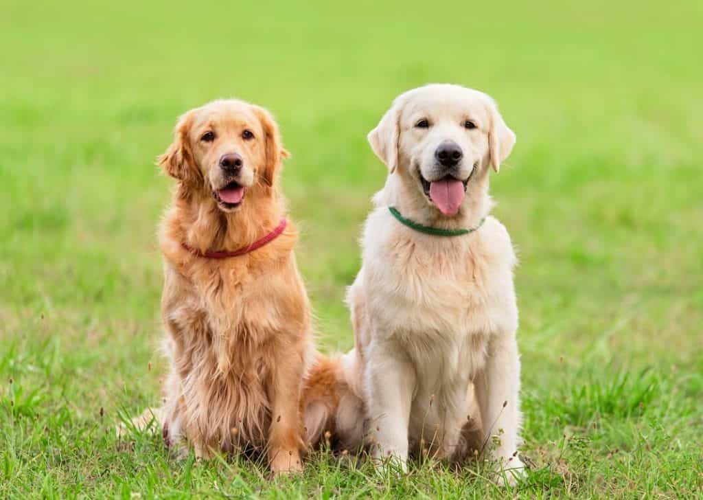 Golden là giống chó thông minh, chúng được huấn luyện để thực hiện nhiều bài tập khác nhau