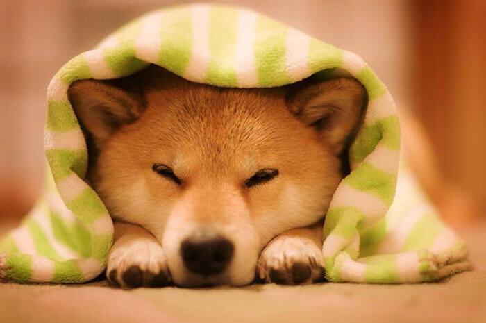 Hình ảnh chó Shiba cũng thường xuyên xuất hiện tại nhiều bộ phim điện ảnh nổi tiếng