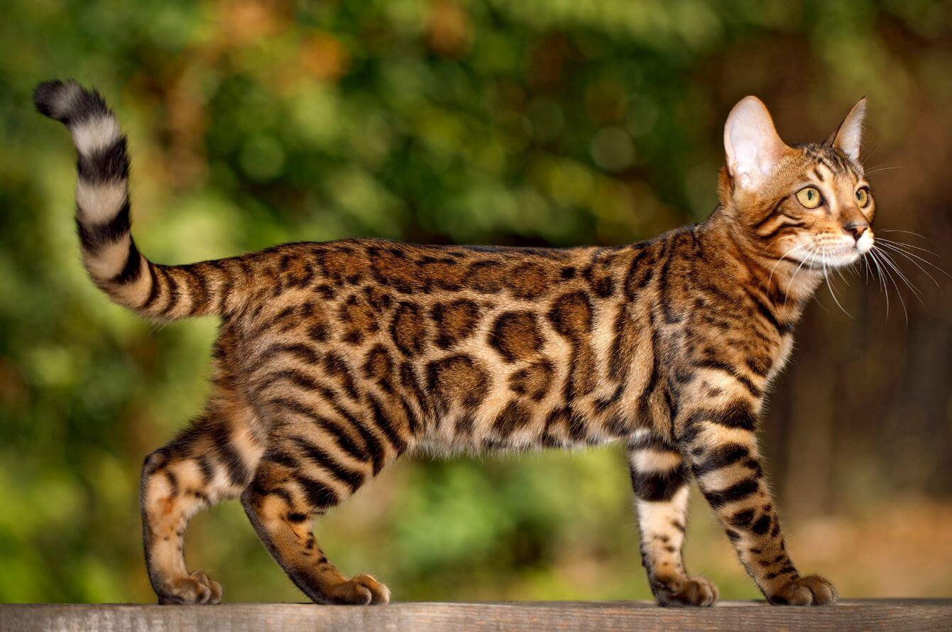 Mèo Bengal - mèo lông ngắn được yêu thích