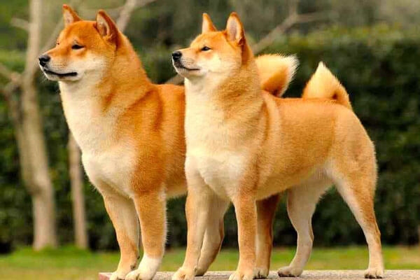 Shiba được coi là giống chó sói Nhật Bản