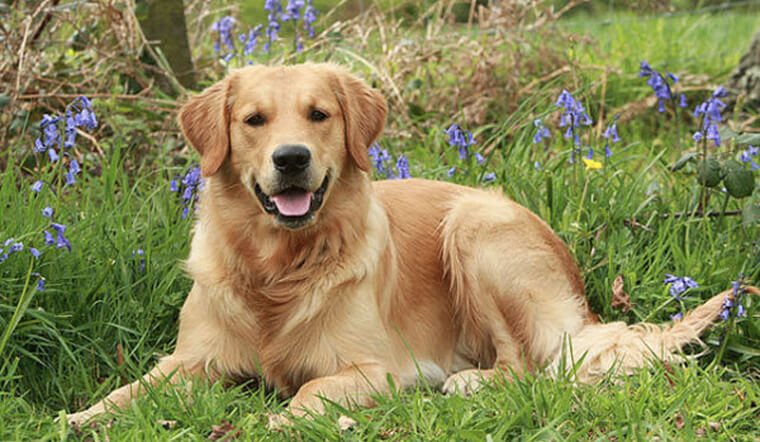 Chó Golden Ritriever - Người bạn trung thành và cũng là giống chó đáng yêu nhất thế giới
