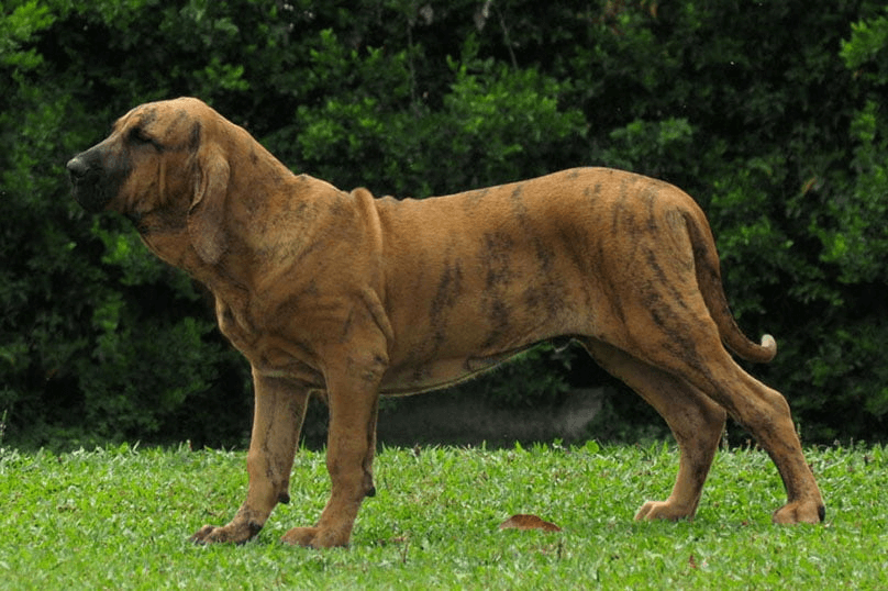Chó Brasileiro