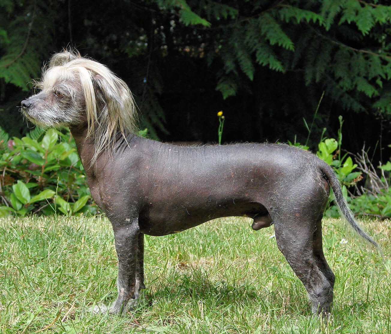 Chó Chinese Crested