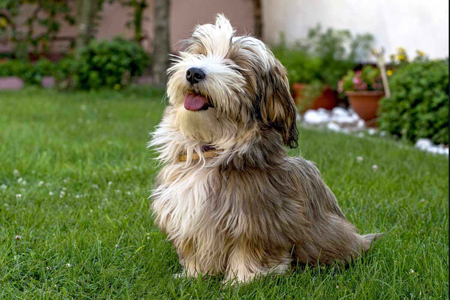 Chó Havanese - giống chó lông xoăn cực đáng yêu