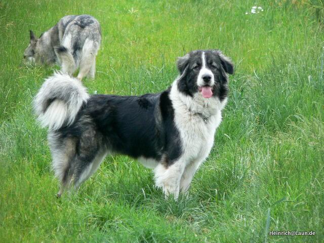Chó Kavkaz - Giống chó nguy hiểm nhất được lựa chọn cho việc chăn cừu