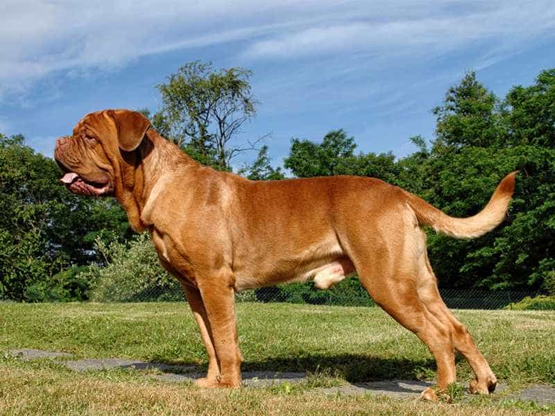 Chó Ngao Pháp - Gi ống chó đến từ châu Âu được săn đón