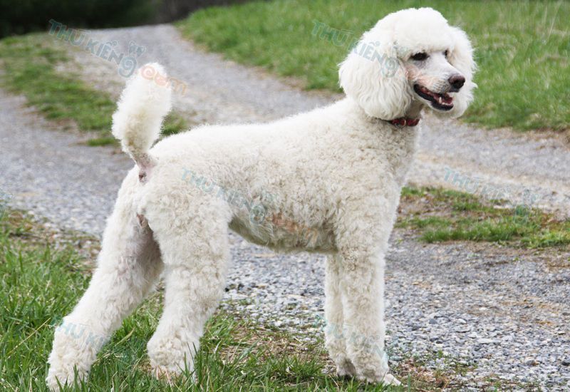 Chó Poodle - Giống chó đến từ Châu Âu