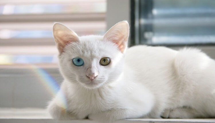 Giống mèo quý hiếm với đôi mắt kim cương