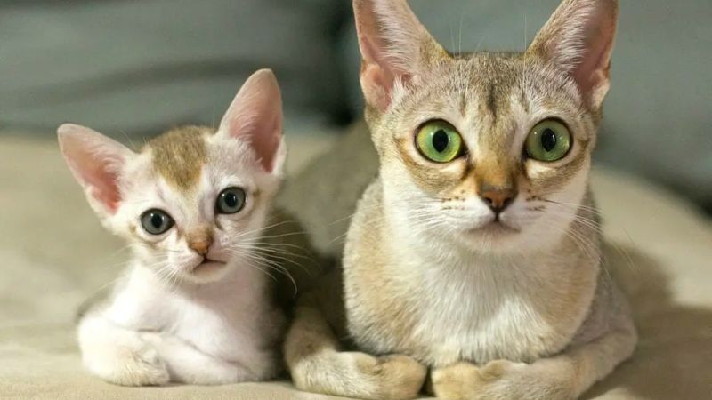 Kích thước của mèo Singapura bé và trưởng thành