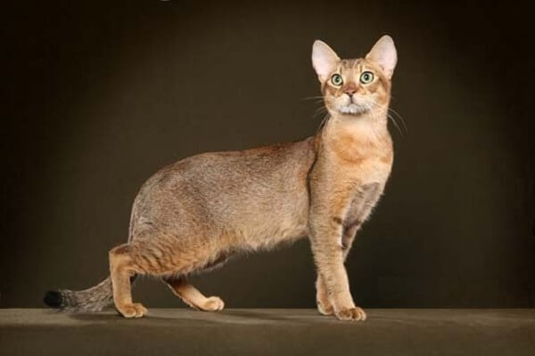 Màu lông của Chausie tam thể sẽ cao hơn so với mèo 1 màu