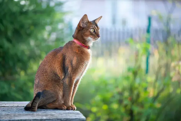 Mèo Abysinian - giống mèo Châu Âu lông ngắnđược nhiều người yêu thích