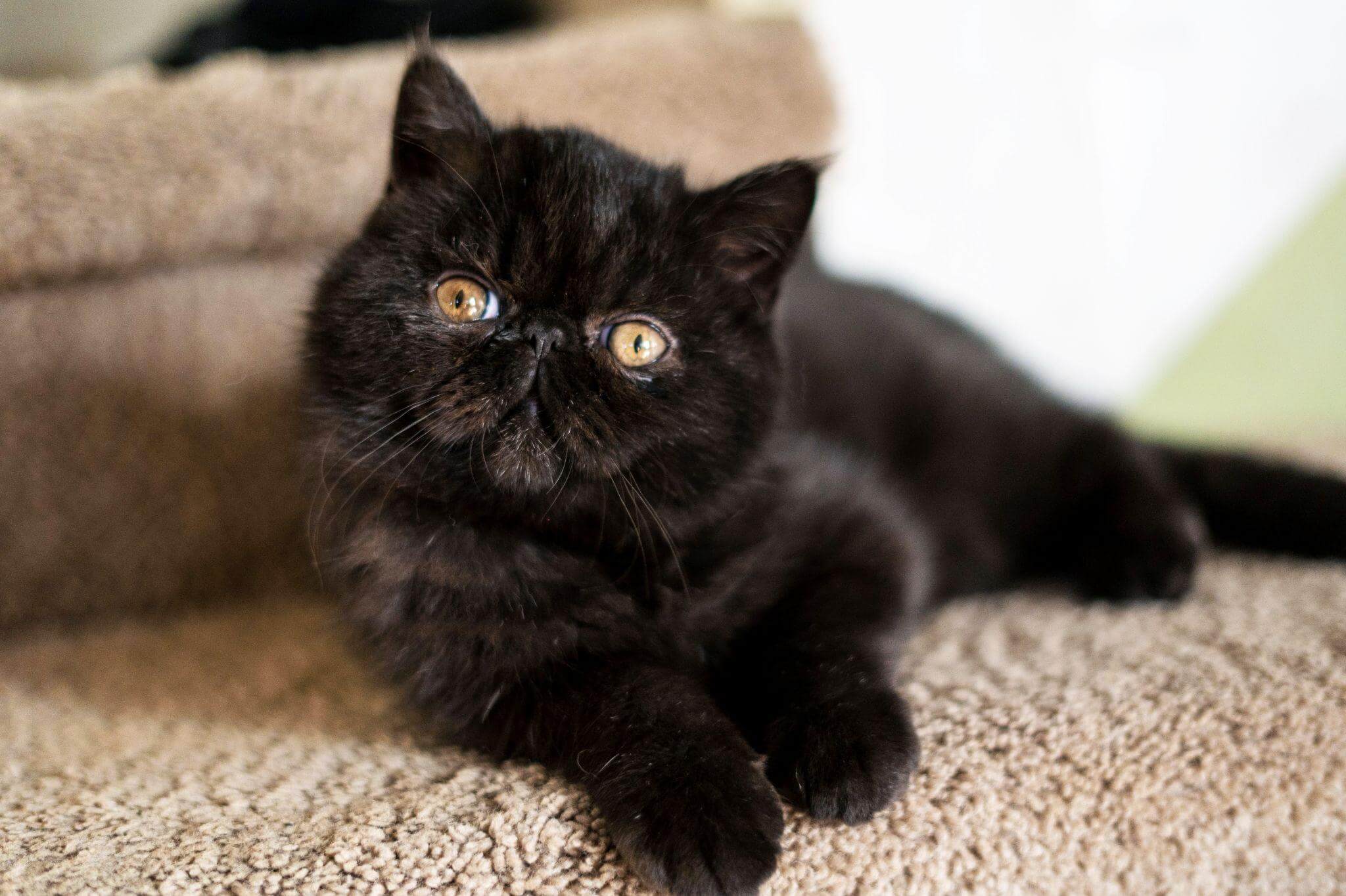 Mèo Ba Tư đen