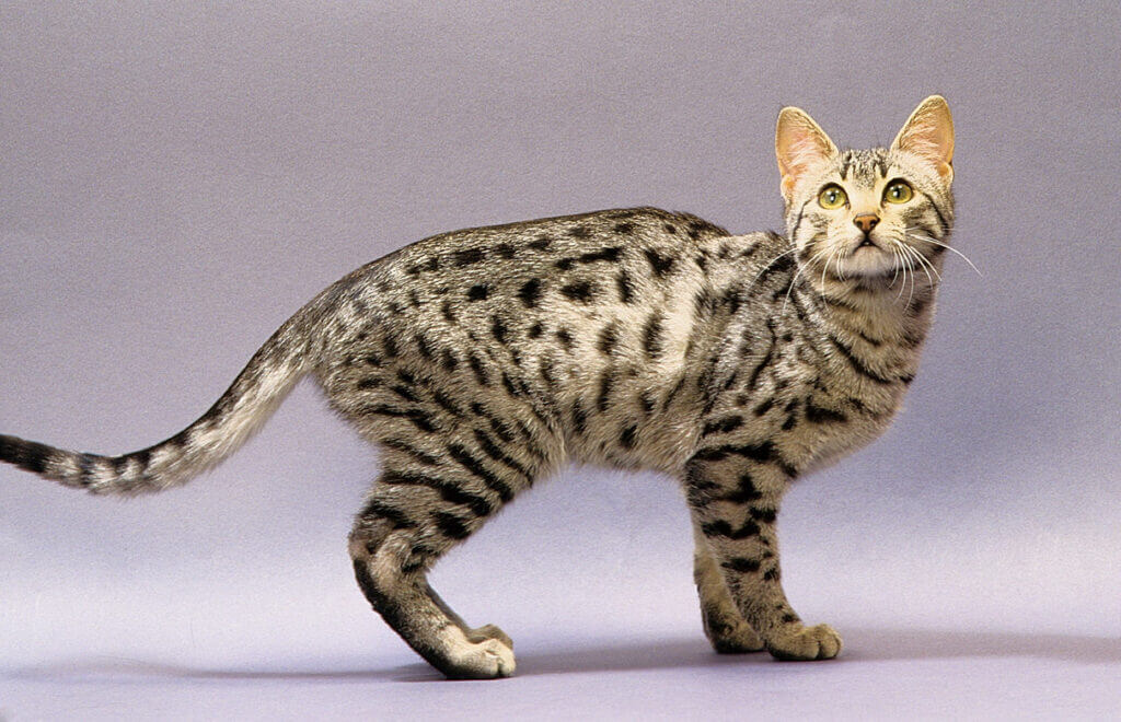 Mèo Mau Ai Cập