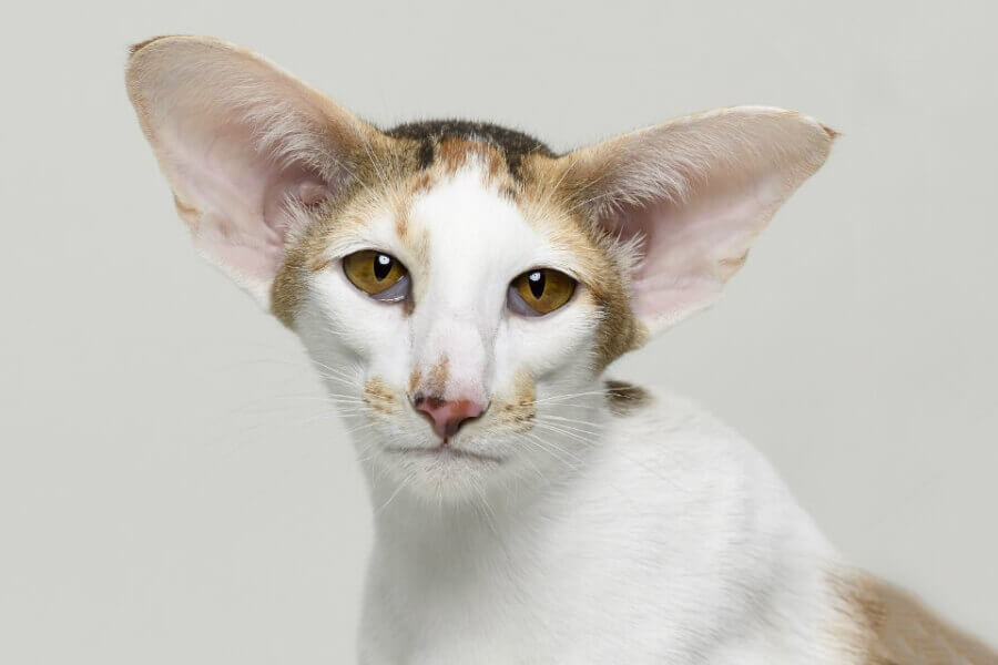 mèo Oriental Shorthair