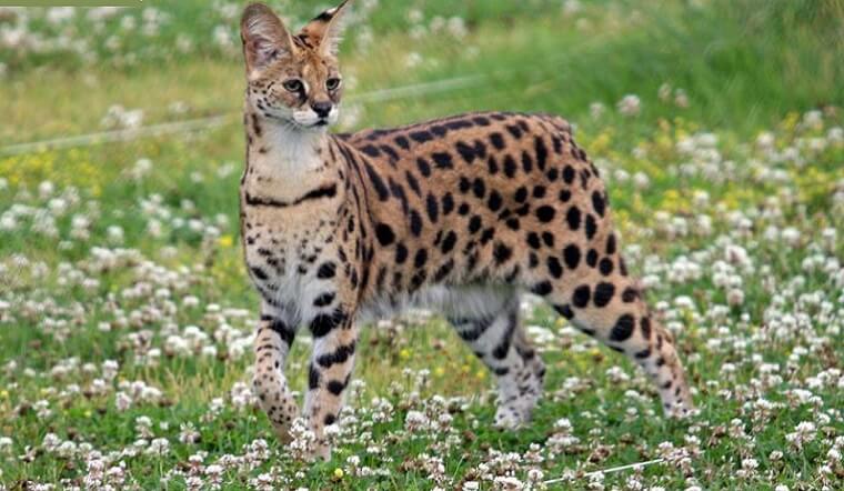 Mèo Serval có thể nhảy cao đến 2,5m