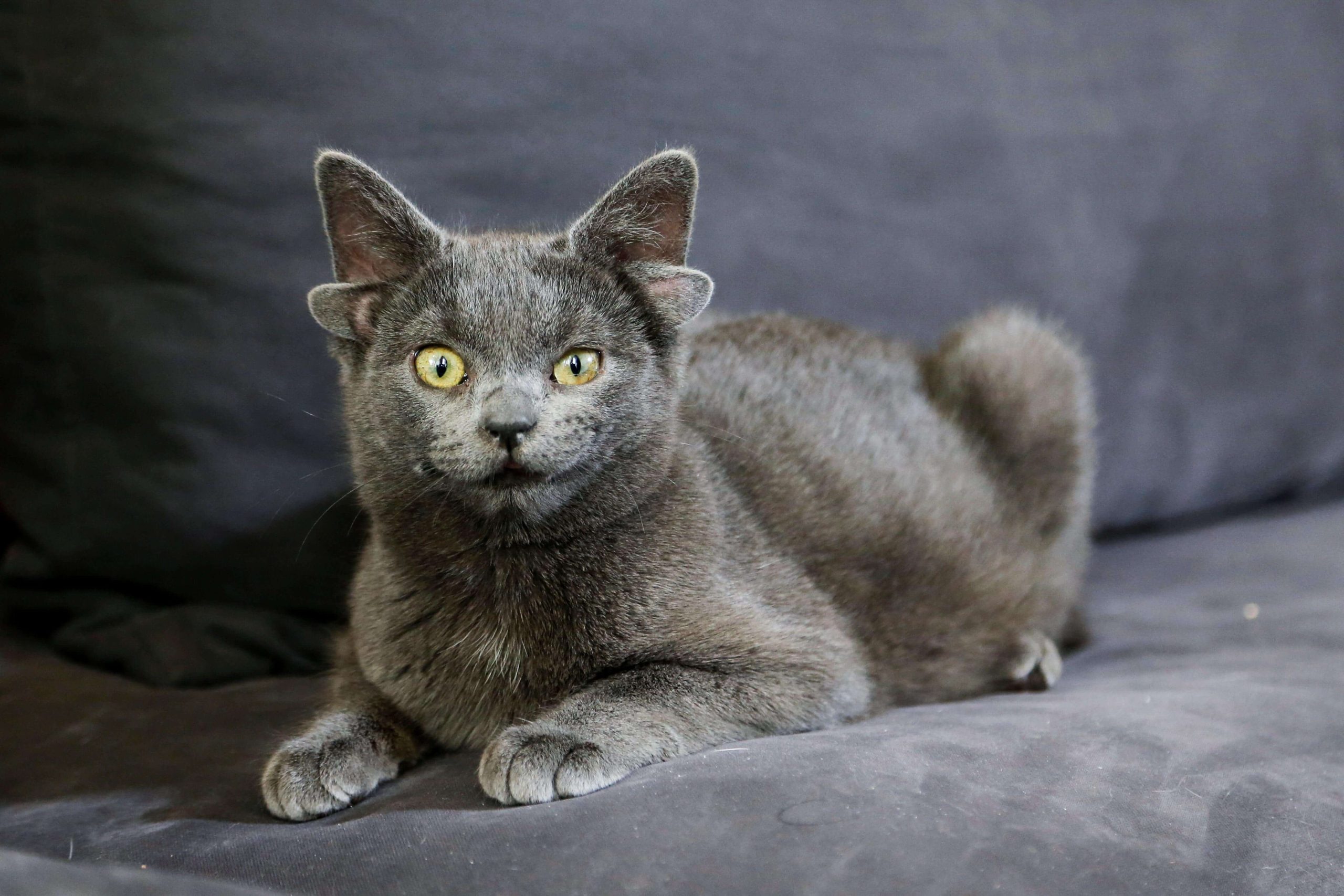 Midas - Một giống mèo nổi tiếng thuộc giống Korat