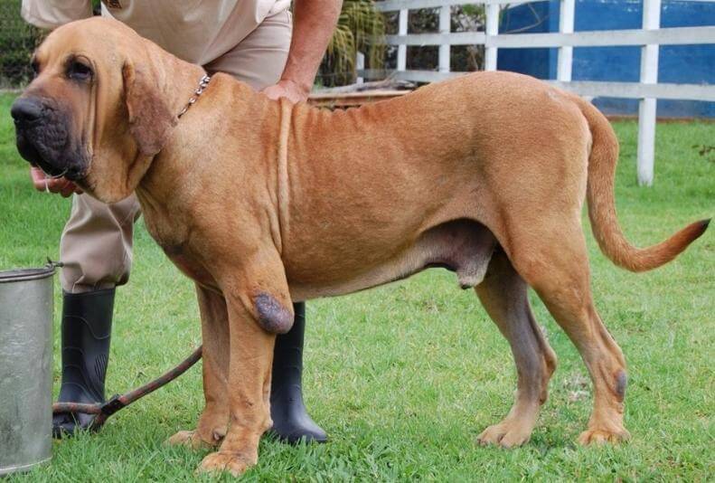 Một chú chó ngao Brasil trưởng thành