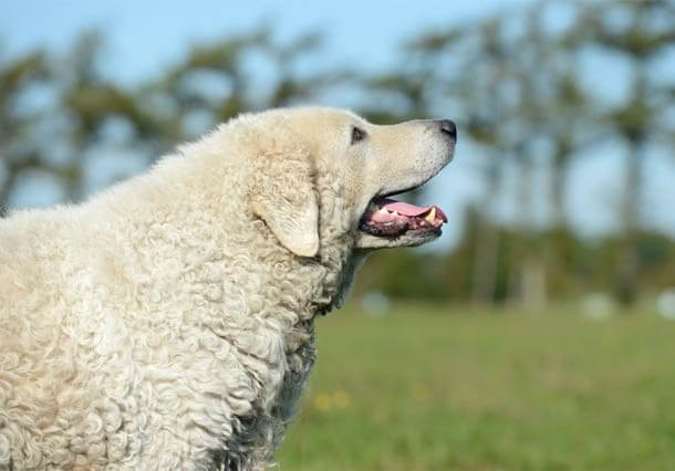 Một chú chó trưởng thành có thể nặng từ 40 - 60 kg