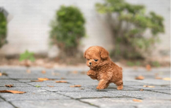Poodle Toy - Một trong những giống chó nhỏ nhất