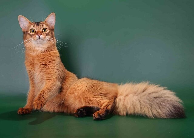 Somali cat hay còn được gọi là Fox Cat