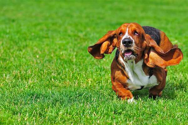 Chó Basset hound