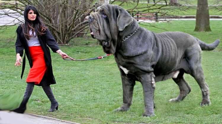 đây cũng là 1 trong 10 giống chó lớn nhất thế giới