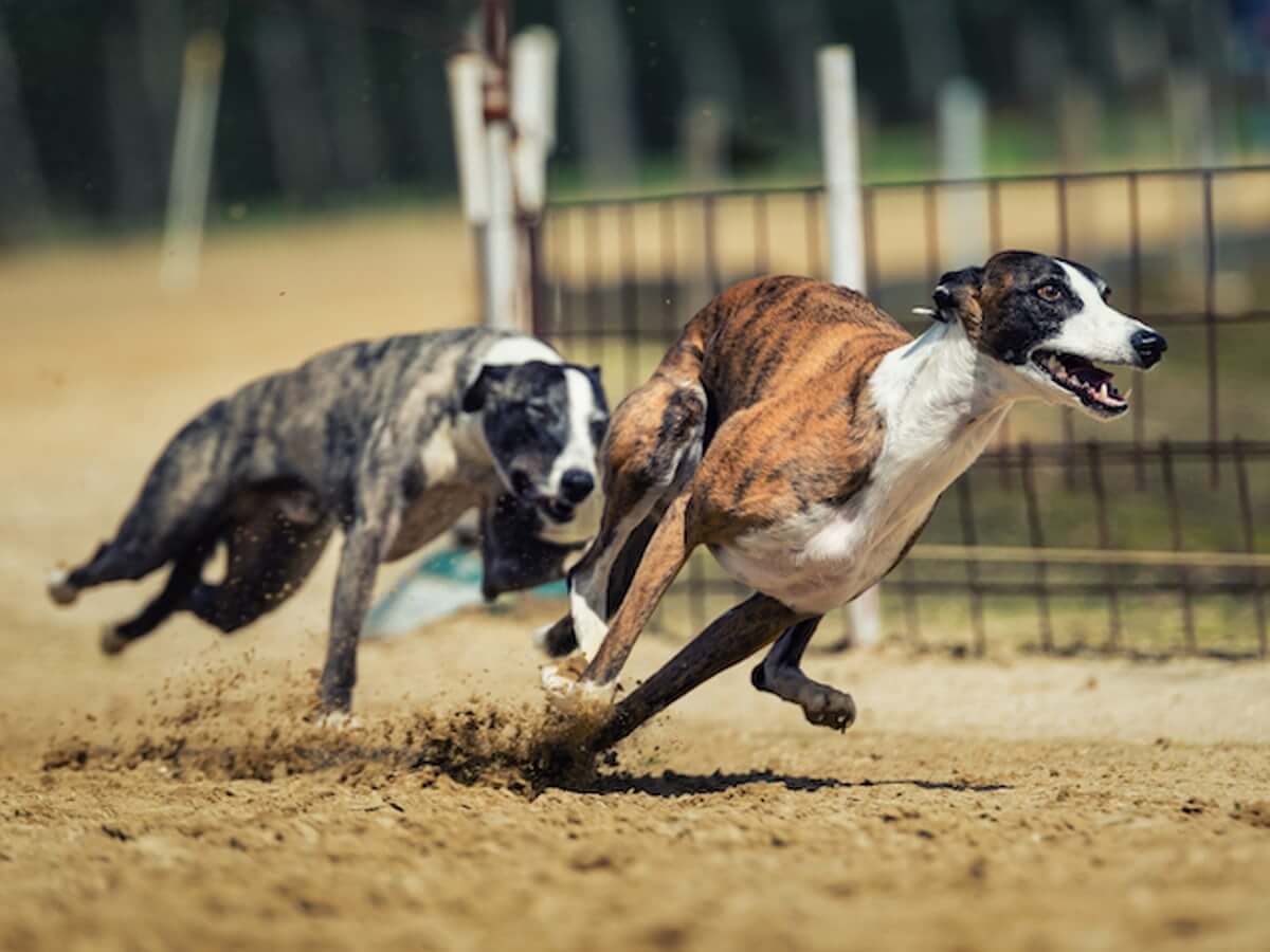 Đây cũng là giống chó chạy nhanh nhất thế giới