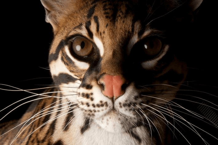 đây được coi là giống mèo đặc hữu của vùng Trung Nam Mỹ