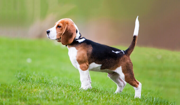 Giống chó beagle