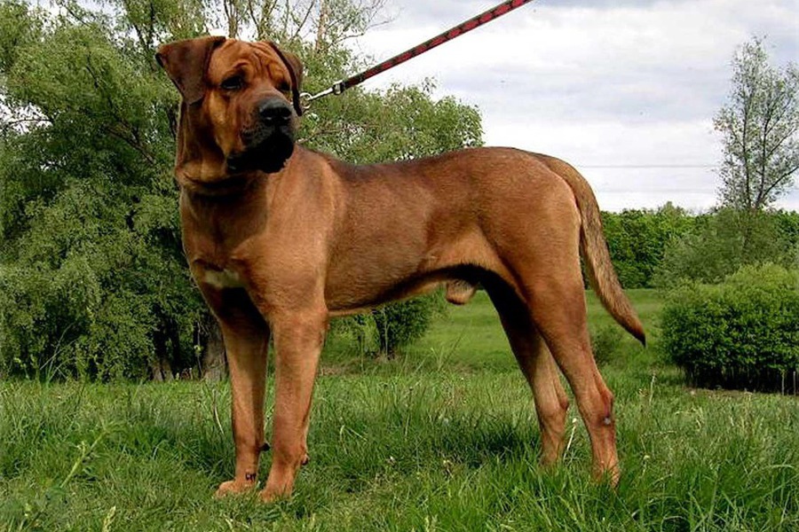 Giống chó này bị cấm nuôi ở một số quốc gia